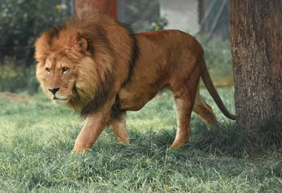 Success Requires the Killer Instinct. Do You Have It?